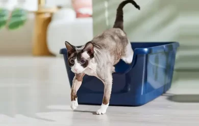Best Cat Litter Boxes 2025: Reviews & Recommendations