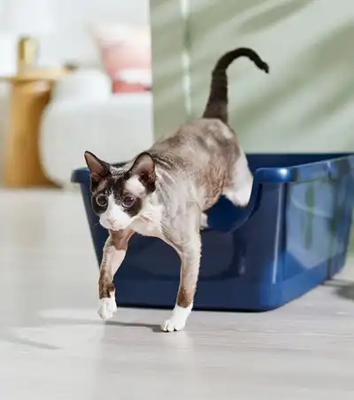 frisco-high-sided-cat-litter-box